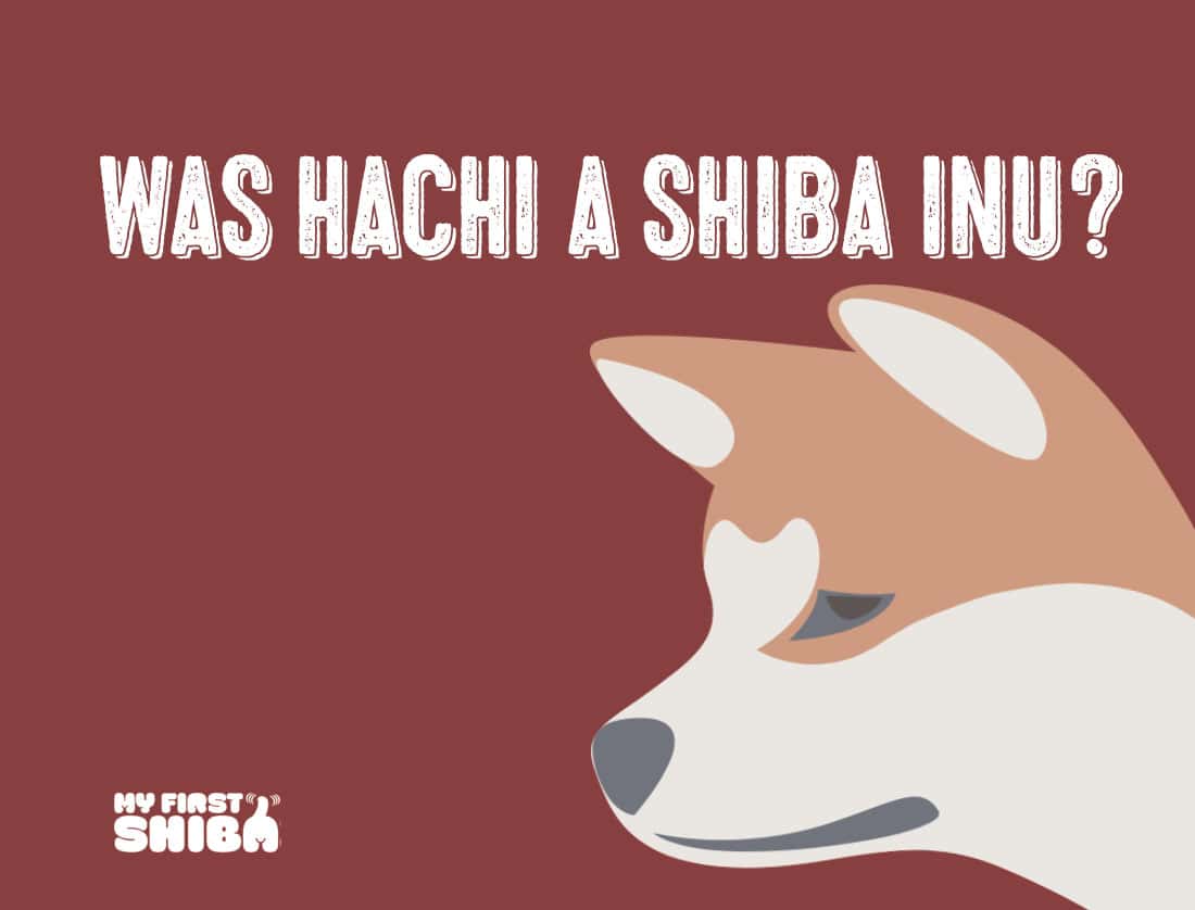 Was Hachi a Shiba Inu infographic