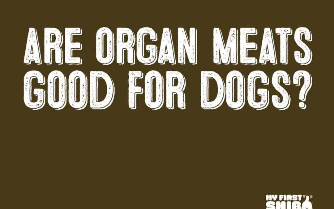 Are organ meat good for dogs infographic