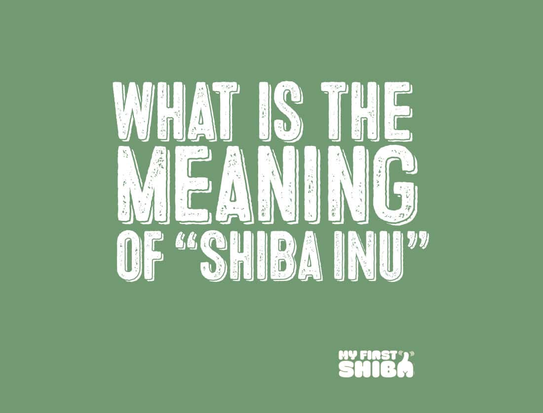What is the meaning of Shiba Inu infographic