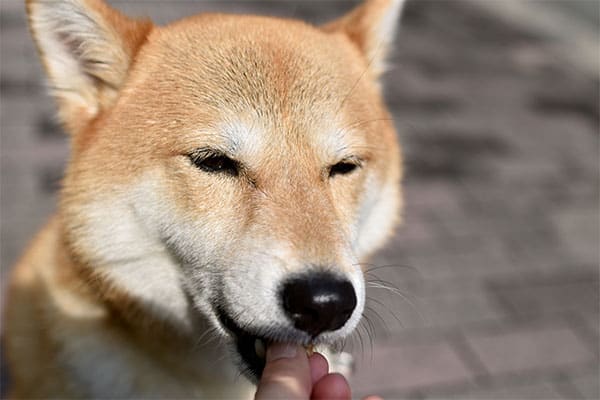 Shiba Inu eating something from owner's hand
