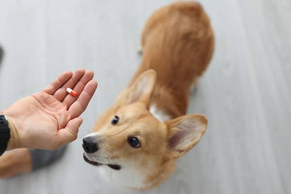 Corgi dog looking at a medicine pill in owner's hand