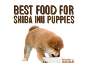 best food for shiba inu puppies