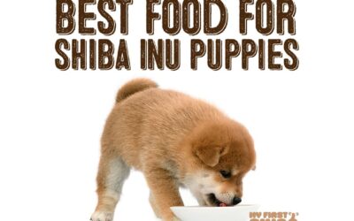 Best Food For Shiba Inu Puppies
