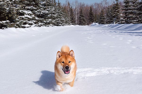 Smiling Shiba Inu in the snow