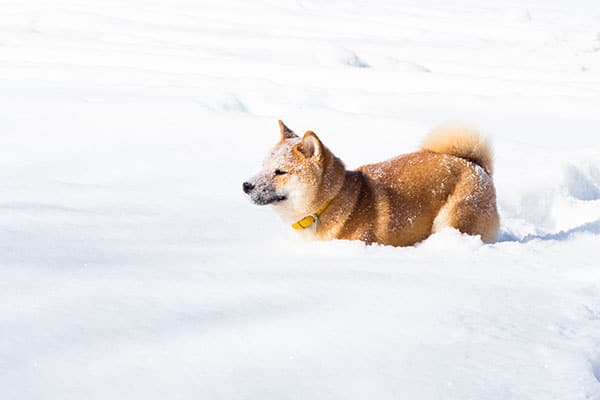 Shiba Inu plowing through the snow