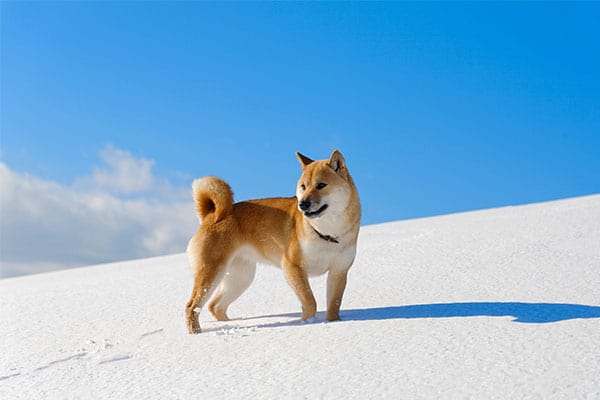 Shiba Inu in the snow with bright blue skies in the background