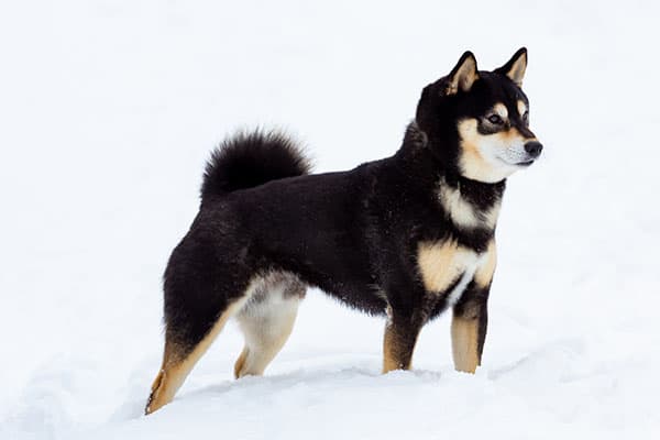 Gorgeous black and tan Shiba Inu in the snow