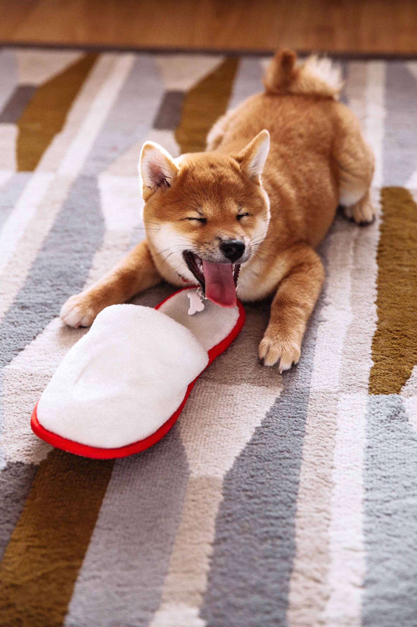 shiba inu puppy playing and smiling with a slipper