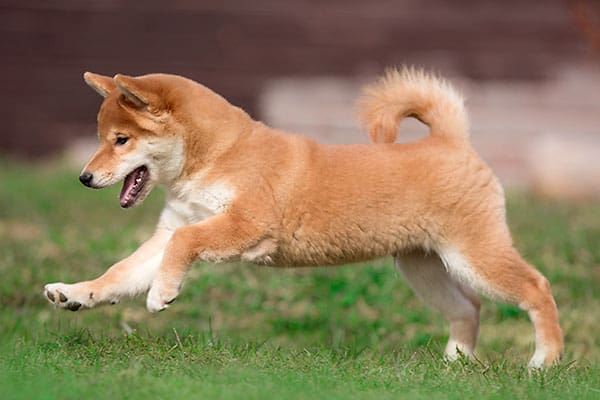 red shiba inu puppy running happily in the grass