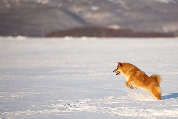 Shiba Inu happily running in the snow