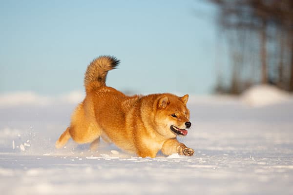 Beautiful red Shiba Inu frolicking in the snow