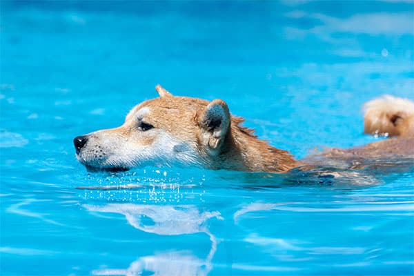 Shiba Inu swimming in the pool