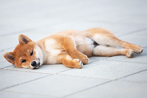 cute red shiba inu puppy lying down
