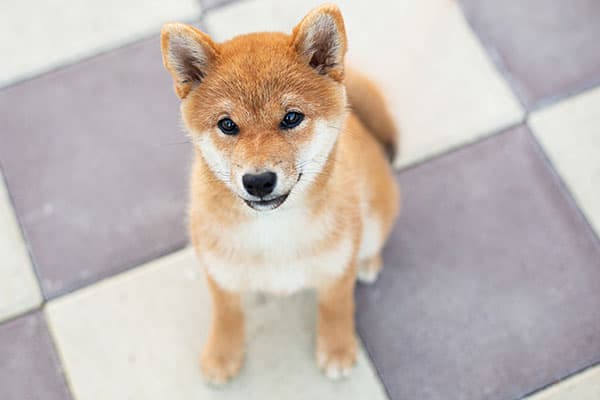 Gorgeous Shiba Inu Puppy