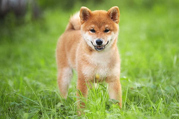 red shiba inu puppy standing in the grass