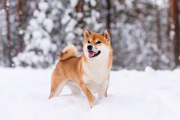 Happy red Shiba Inu standing and smiling in the snow