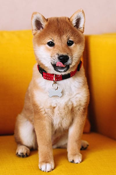 shiba inu puppy on yellow couch licking her lips