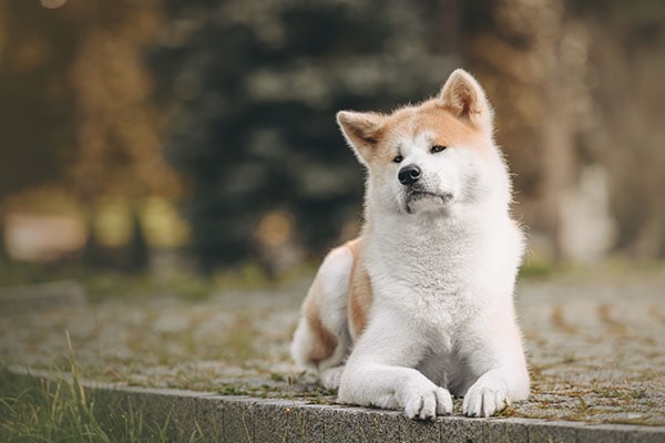 Akita Inu was the dog breed portrayed in the movie Hachi / Hachiko