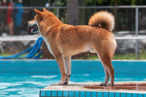 red shiba inu standing at the edge of a swimming pool