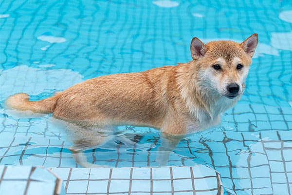 red shiba inu standing on the steps of a swimming pool