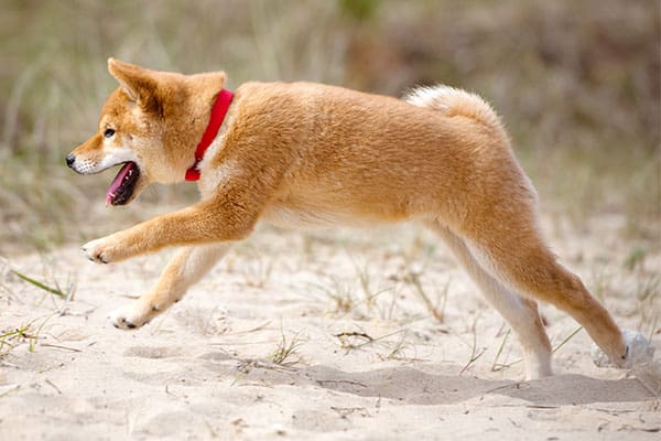 happy shiba inu puppy running and playing