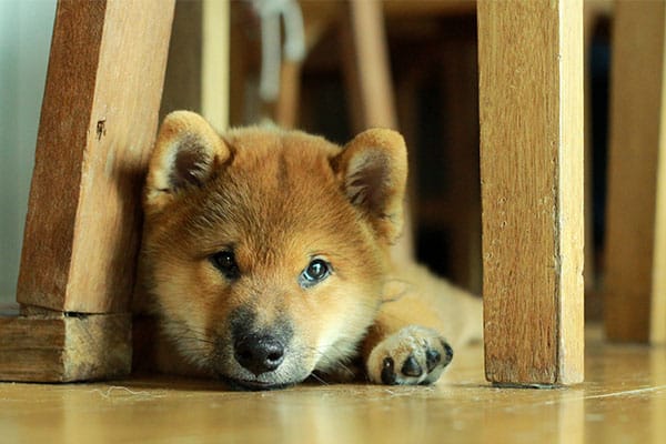 Adorable Shiba Inu puppy