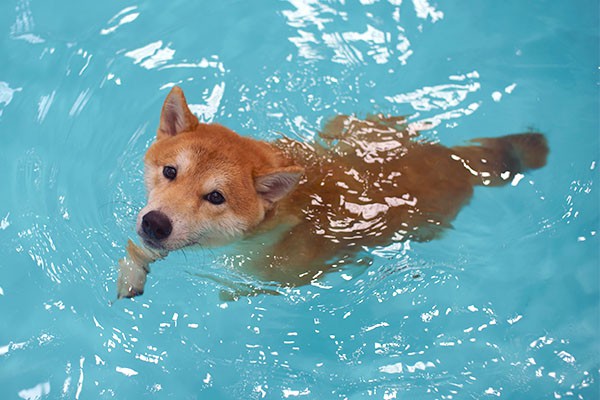 shiba inu comfortably swimming in the pool