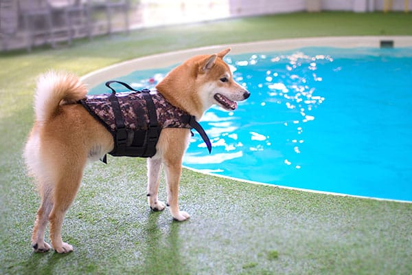 red shiba inu wearing a doggy life vest near the swimming pool

