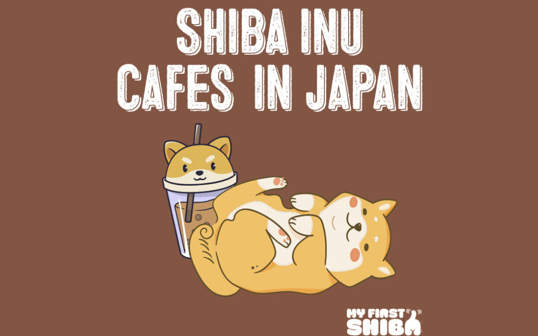 Shiba Inu Cafes in Japan Infographic