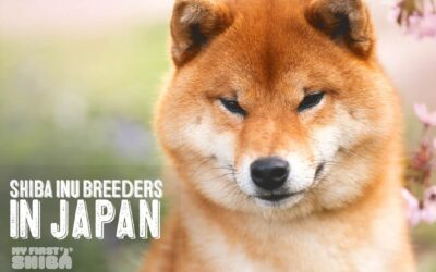 Reputable Shiba Inu Dog Breeders in Japan