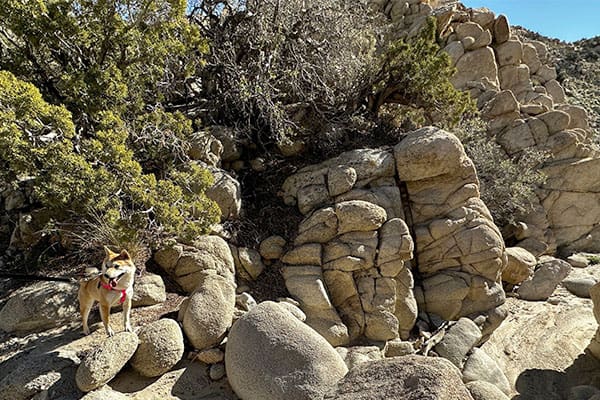 Shiba Inu breeder in Arizona Shiba Inu hiking in the desert rocks