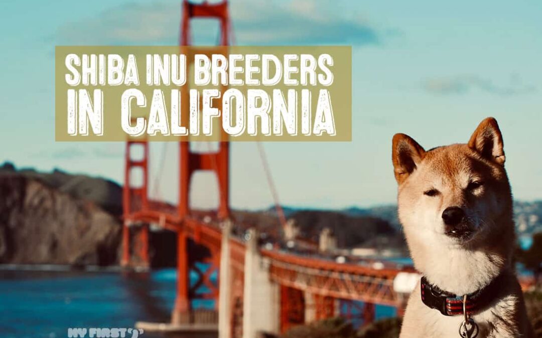 Shiba Inu breeders in California