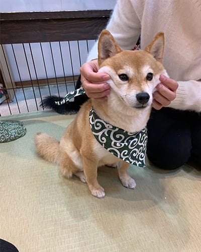 Shiba Inu with a "forced" smile by human pulling cheeks