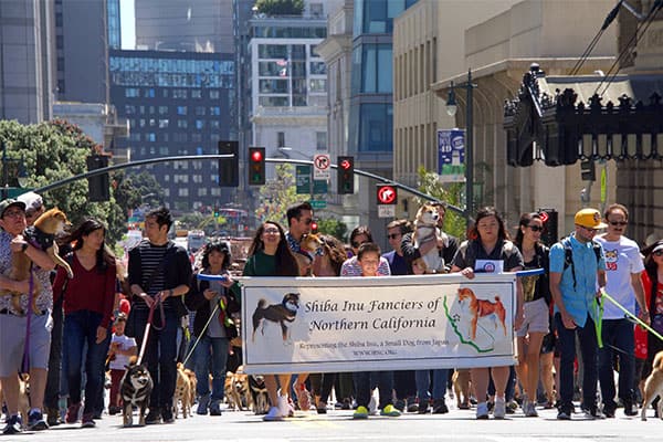 Shiba Inu Fanciers of Northern California annual parade
