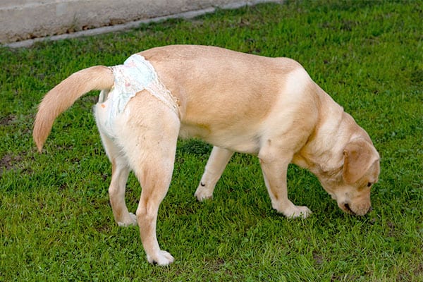 yellow lab dog wearing a disposable dog diaper