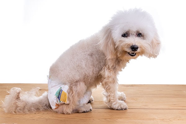 white dog wearing a disposable dog diaper