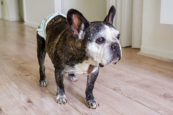 boston terrier dog wearing a diaper
