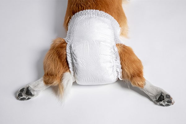 dog wearing a doggy diaper