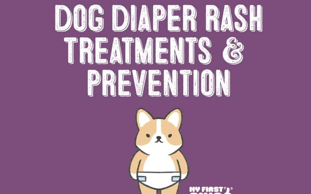 dog diaper rash infographic