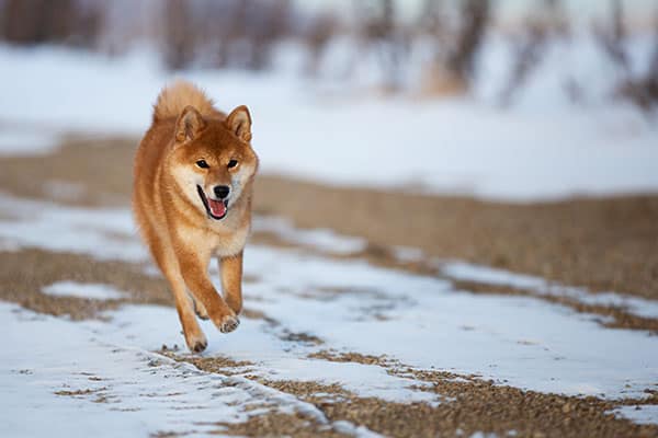 shiba in running in the snow