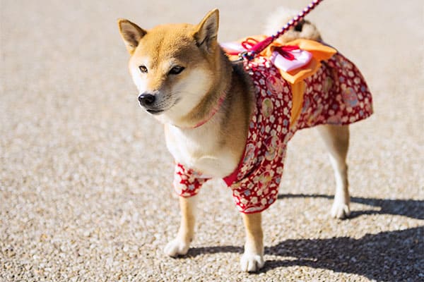 Shiba Inu wearing a Japanese kimono