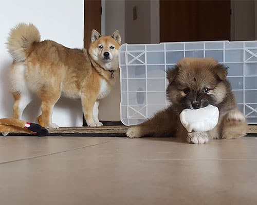 A shiba inu adult and a shiba inu puppy