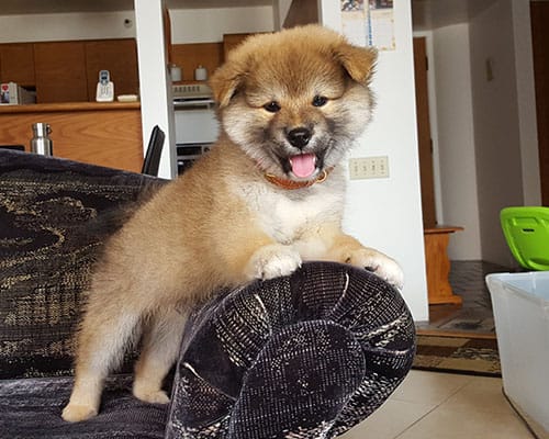 adorable Shiba Inu puppy