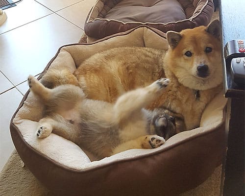 cute shiba inu puppy and adult relaxing in bed