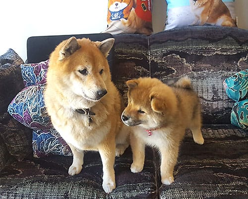 Furry Shiba Inu with puppy