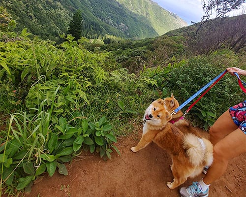 Two red Shiba inus hiking on the beautiful trails in Oahu Hawaii