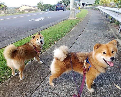 Two red Shiba Inus enjoying a walk in the neighborhood