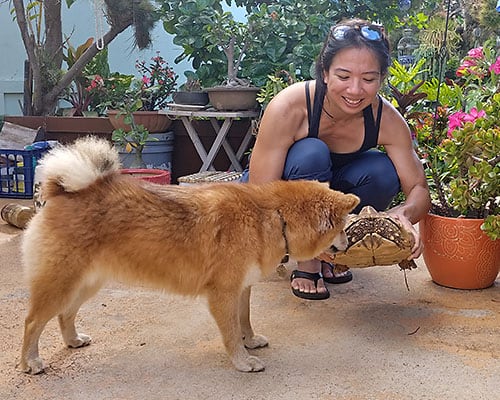 Jennifer of Myfirstshiba with her long-haired Shiba and totoise pal