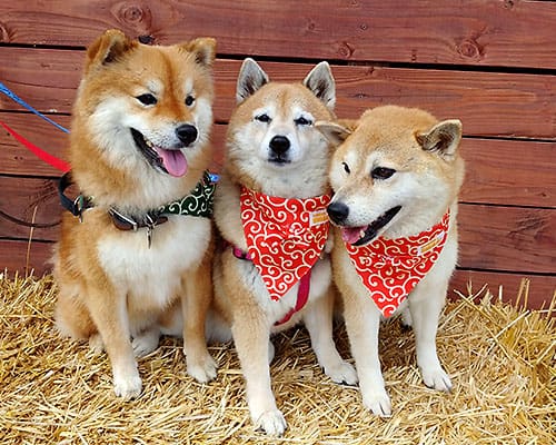 Adorable red Shiba Inus posing on a bale of hay at a farm setting