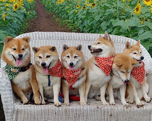 six adorable shiba inus in a sunflower field